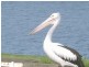 Taree NSW 2430