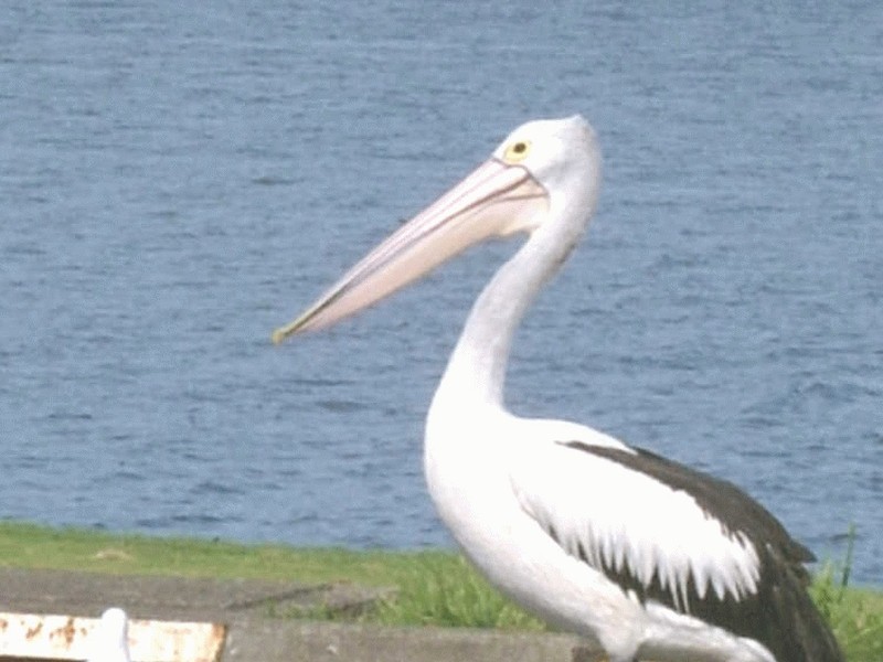 Taree NSW 2430