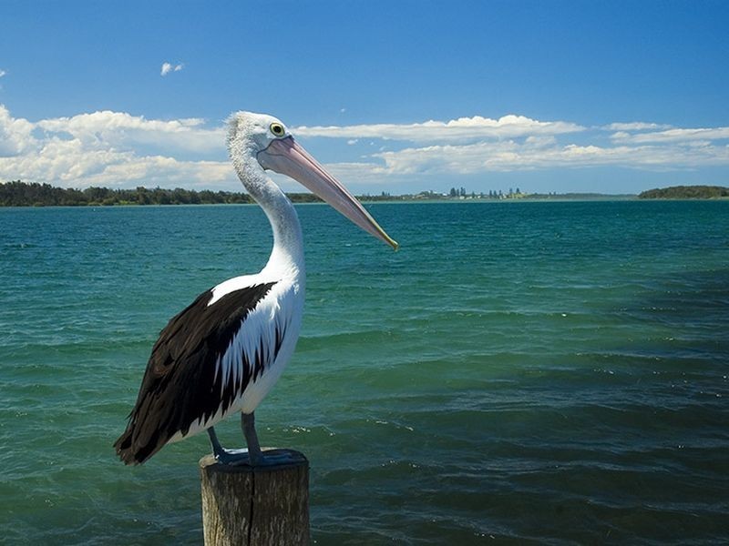 6a Manning St, Manning Point NSW 2430