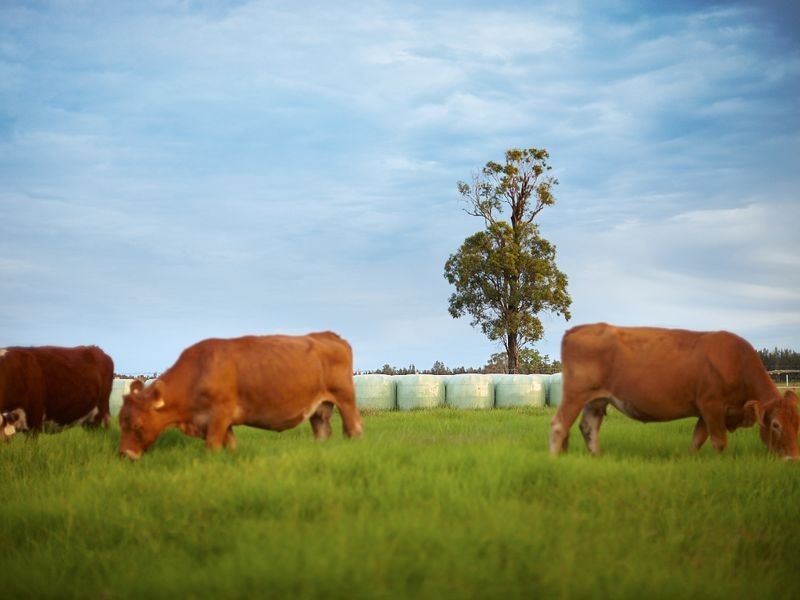 252 Kundle Kundle Road CUNDLETOWN, Taree NSW 2430