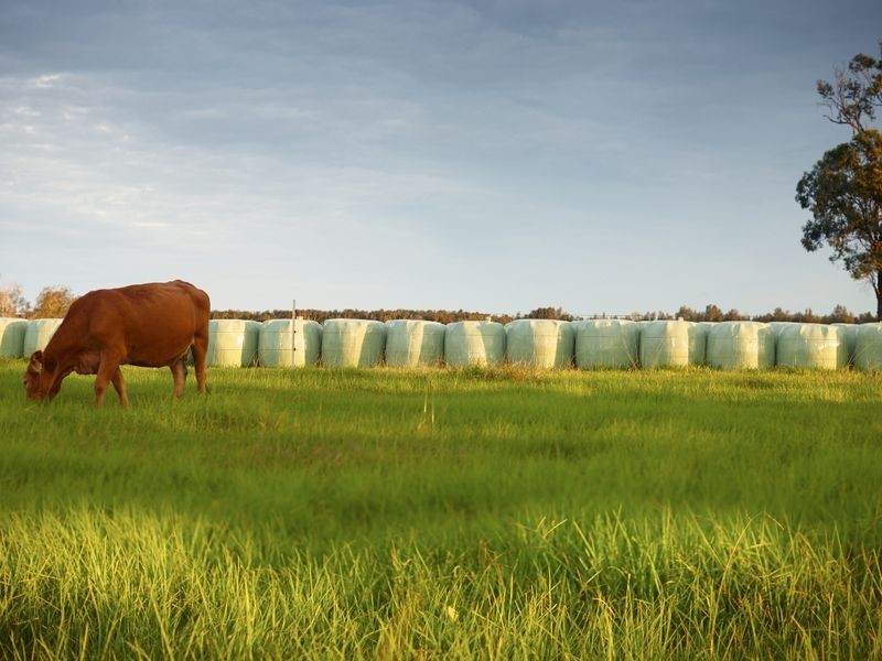 252 Kundle Kundle Road CUNDLETOWN, Taree NSW 2430