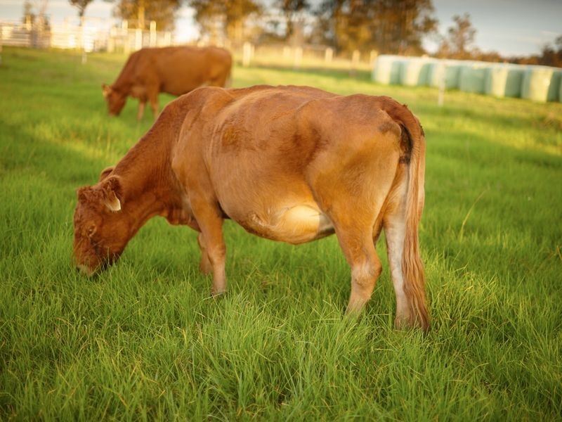 252 Kundle Kundle Road CUNDLETOWN, Taree NSW 2430