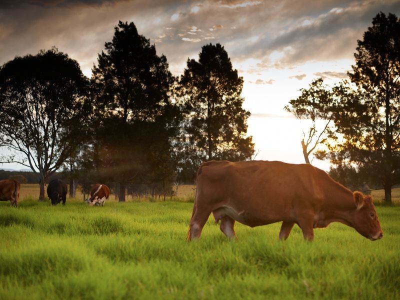 252 Kundle Kundle Road CUNDLETOWN, Taree NSW 2430