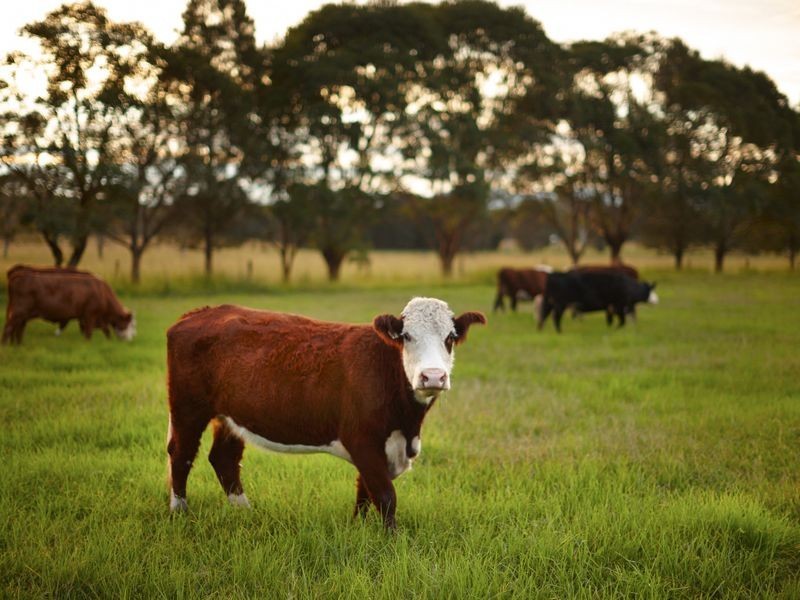 252 Kundle Kundle Road CUNDLETOWN, Taree NSW 2430