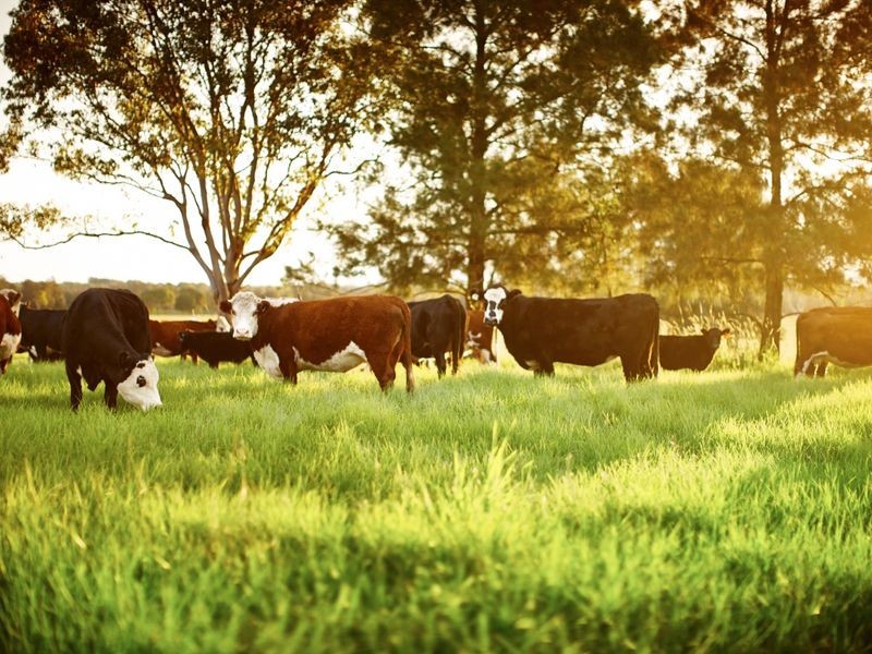 252 Kundle Kundle Road CUNDLETOWN, Taree NSW 2430