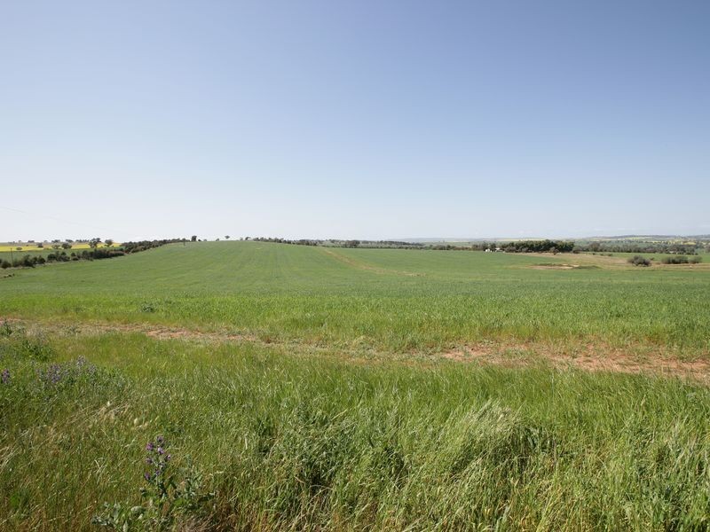 661 Coursing Park Road (DOWNSIDE), Wagga Wagga NSW 2650