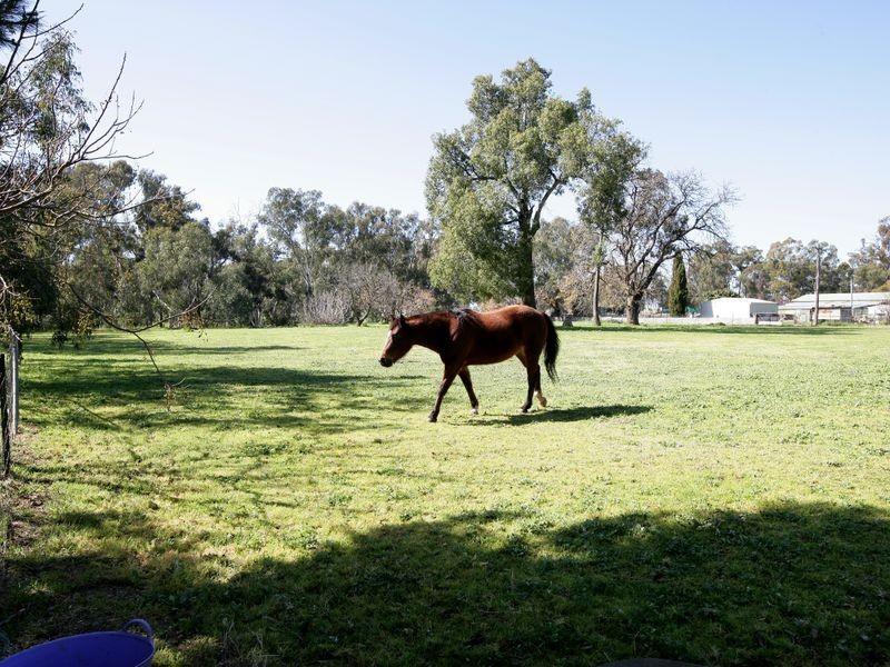 1/ Norman Street, The Rock NSW 2655