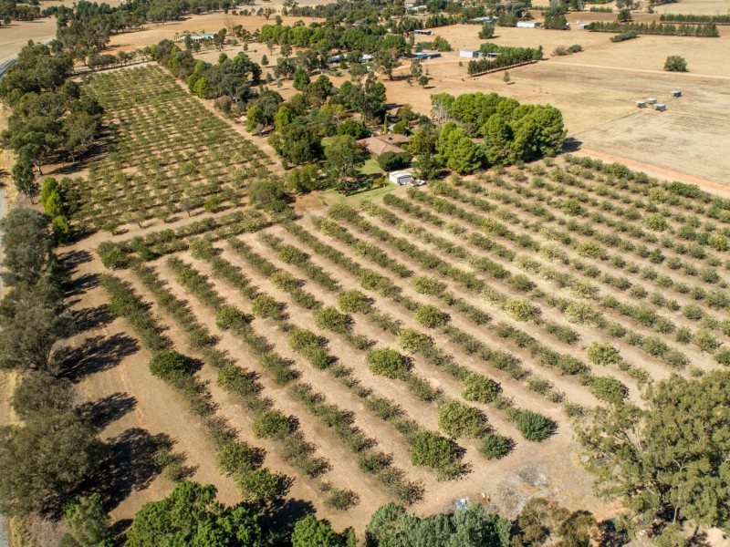 25 Cummins Drive, San Isidore NSW 2650