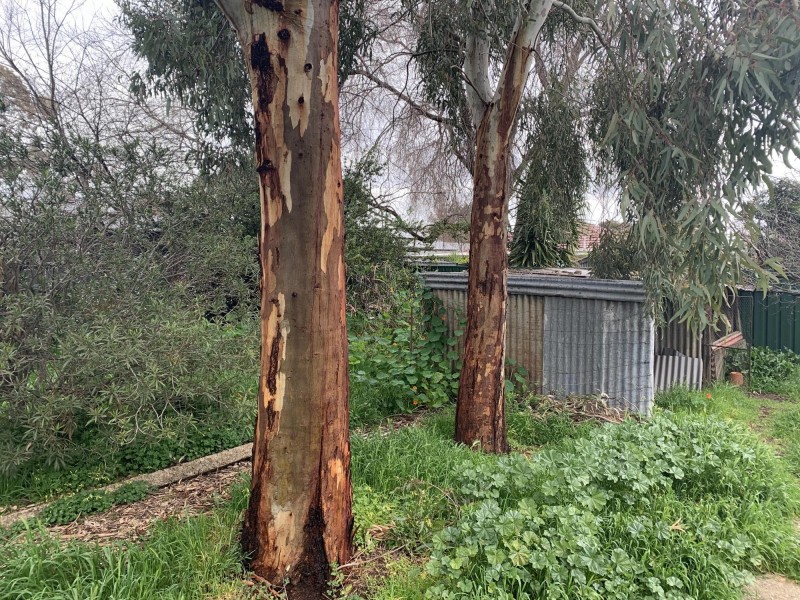 48 Price Avenue, Lower Mitcham SA 5062