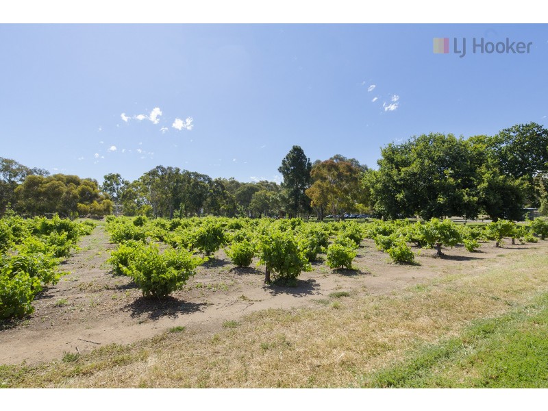 12 Salrak Avenue, Marion SA 5043