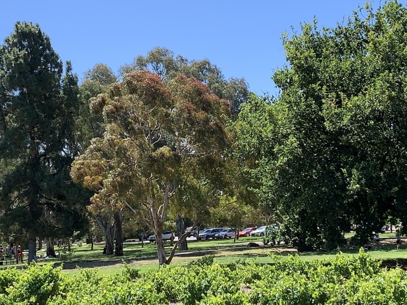 12 Salrak Avenue, Marion SA 5043