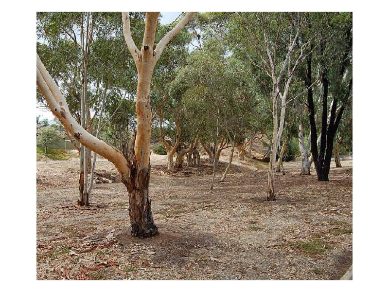 78 Auricchio Avenue, Pasadena SA 5042