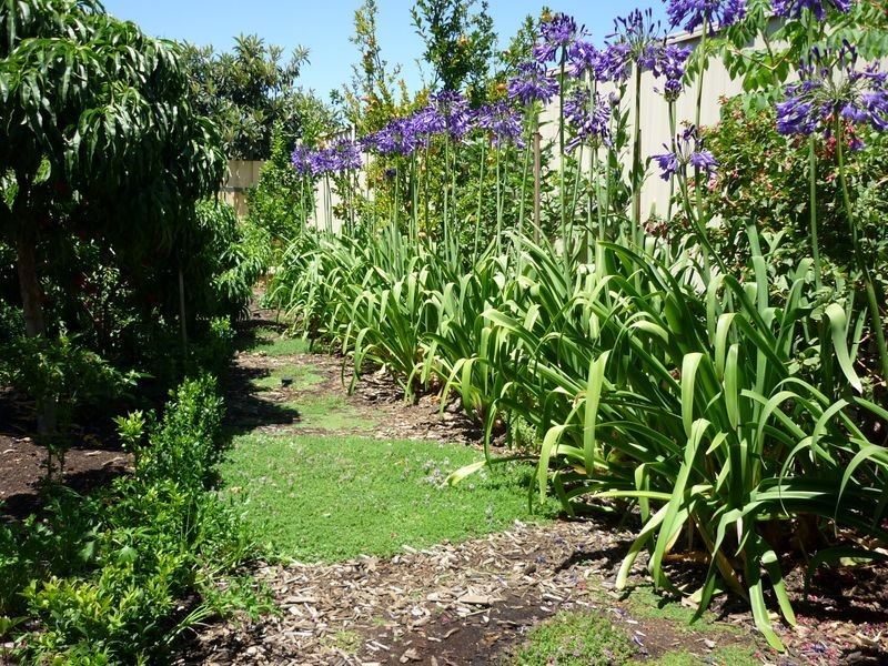 6 McQuillan Avenue, Renown Park SA 5008