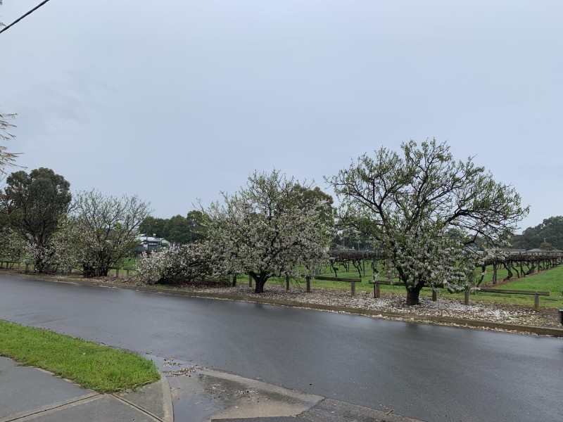 22 Edwards Avenue, Park Holme SA 5043