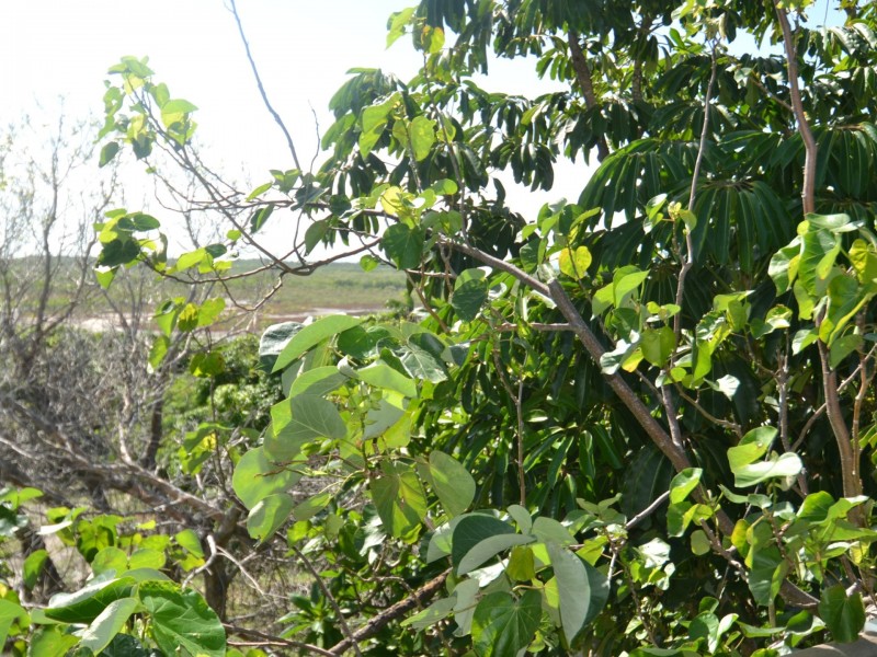 16 Hay St, Bowen QLD 4805