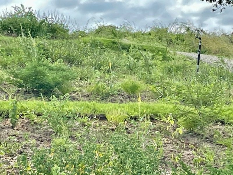 9 Grandview Tce, Bowen QLD 4805