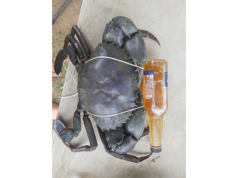 Lot 25 Adelaide Terrace, Bowen QLD 4805