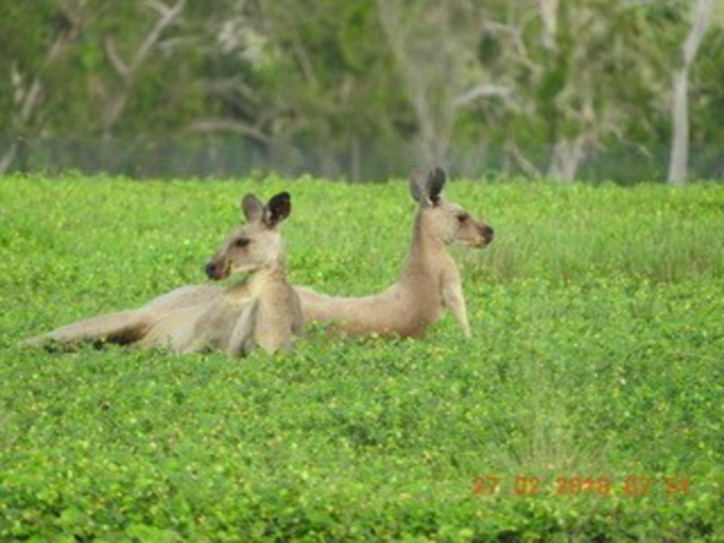 15354a Bruce Highway, Gregory River QLD 4800