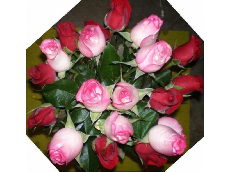 Frangipani Florist – 23 Gregory Street, Bowen QLD 4805