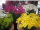 Frangipani Florist – 23 Gregory Street, Bowen QLD 4805