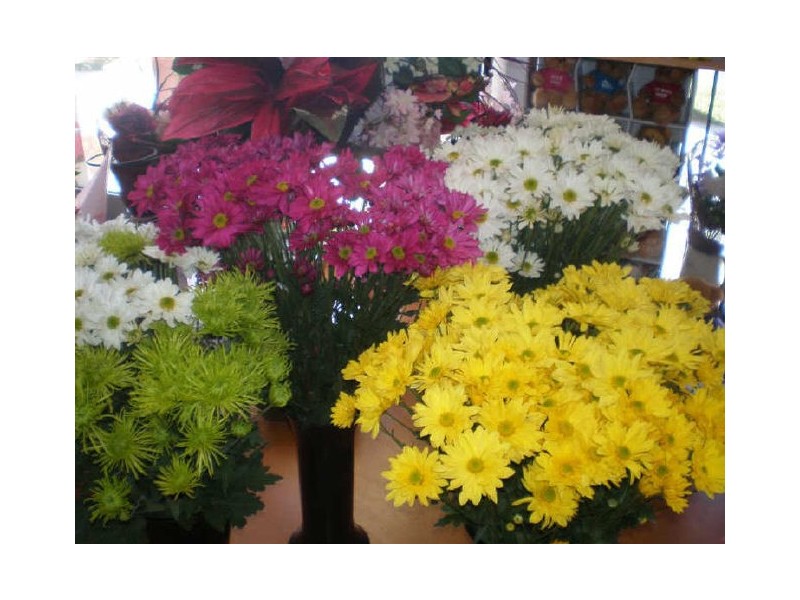 Frangipani Florist – 23 Gregory Street, Bowen QLD 4805