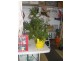Frangipani Florist – 23 Gregory Street, Bowen QLD 4805