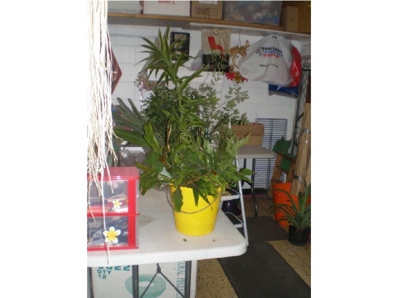 Frangipani Florist – 23 Gregory Street, Bowen QLD 4805