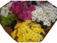 Frangipani Florist – 23 Gregory Street, Bowen QLD 4805