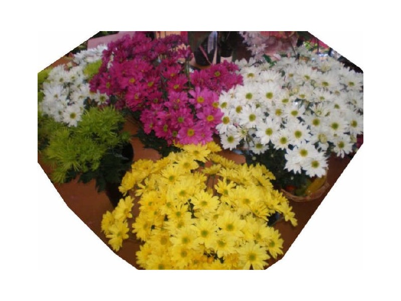 Frangipani Florist – 23 Gregory Street, Bowen QLD 4805
