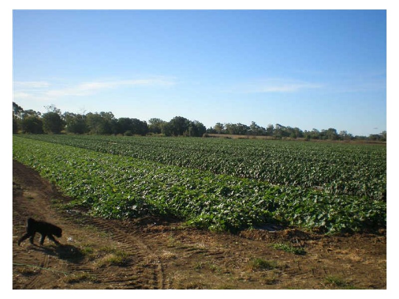 66 Roaches Road, Bowen QLD 4805