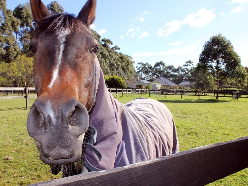 35 Walter Road, Ingleside NSW 2101