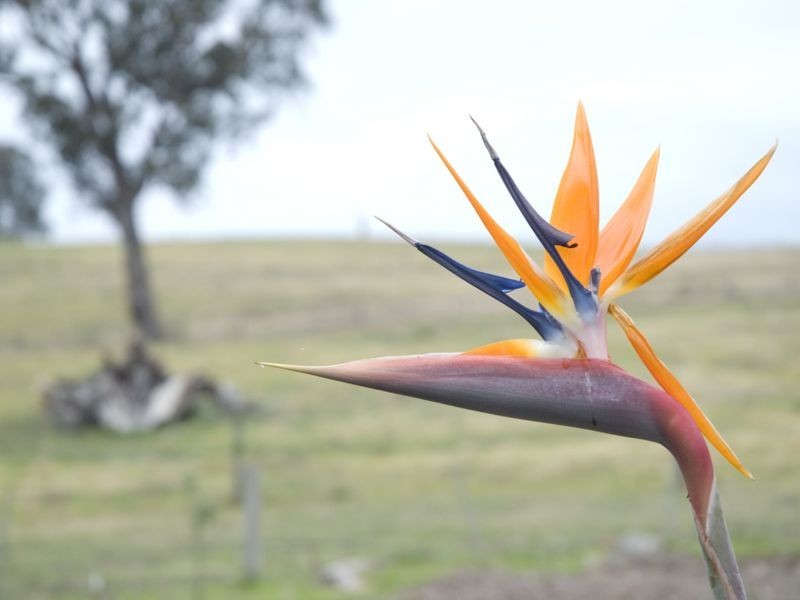 18 Hodges Road, Coongulla VIC 3860