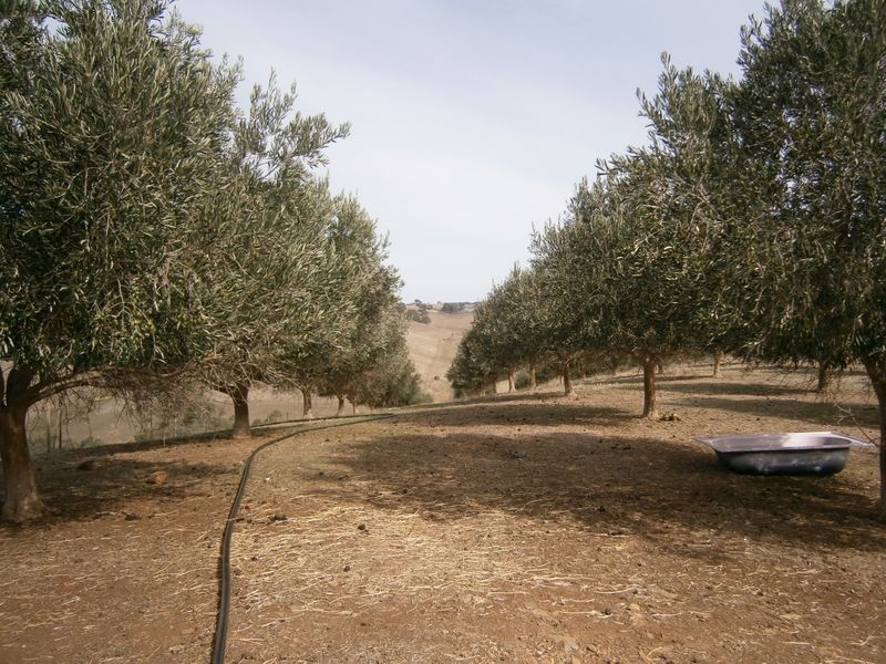 Lot 15 Precolumb Road, One Tree Hill SA 5114