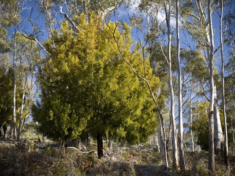 Lot 1 2 3 1190 Marked Tree Road, Hollow Tree TAS 7140