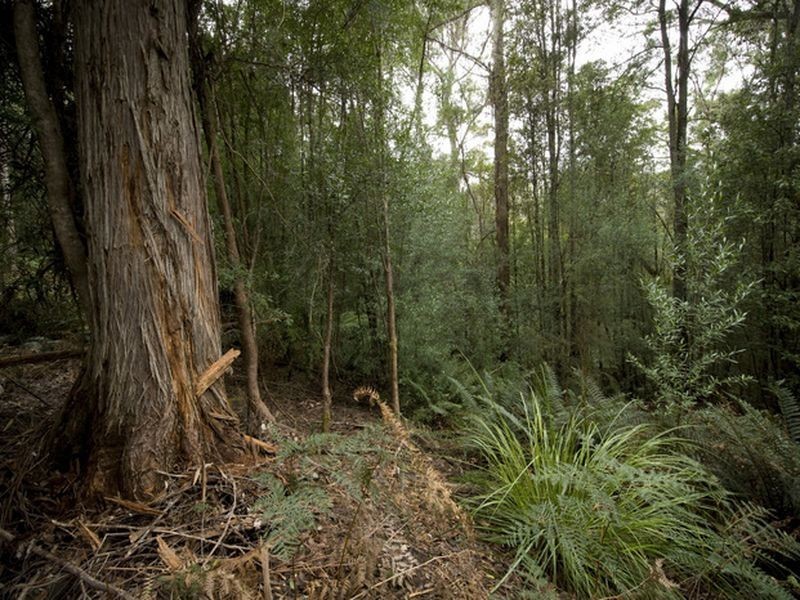 White Mills Road, Underwood TAS 7268