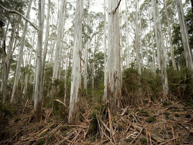 White Mills Road, Underwood TAS 7268