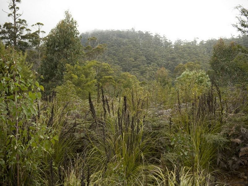 White Mills Road, Underwood TAS 7268