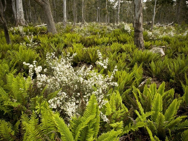 Roses Tier Road, Blessington TAS 7212