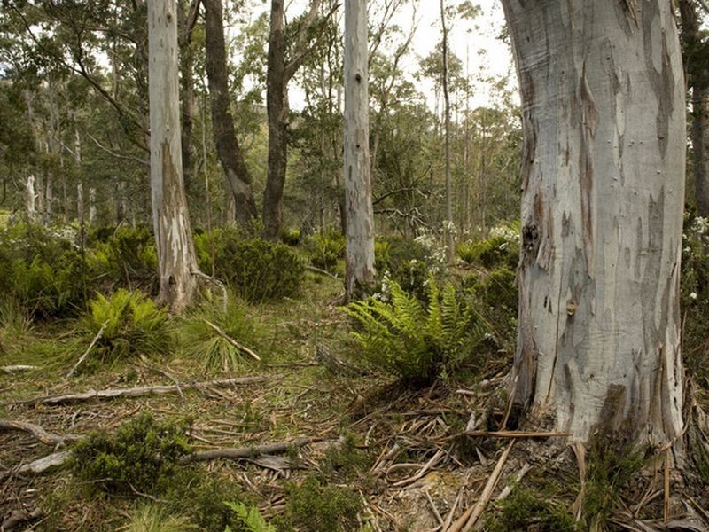 Roses Tier Road, Blessington TAS 7212