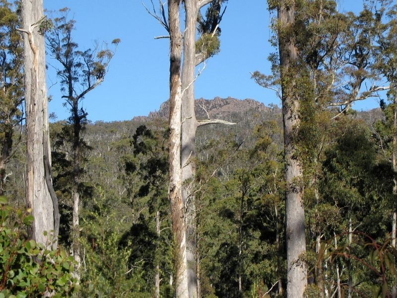Roses Tier Road, Blessington TAS 7212