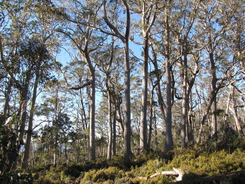 Roses Tier Road, Blessington TAS 7212