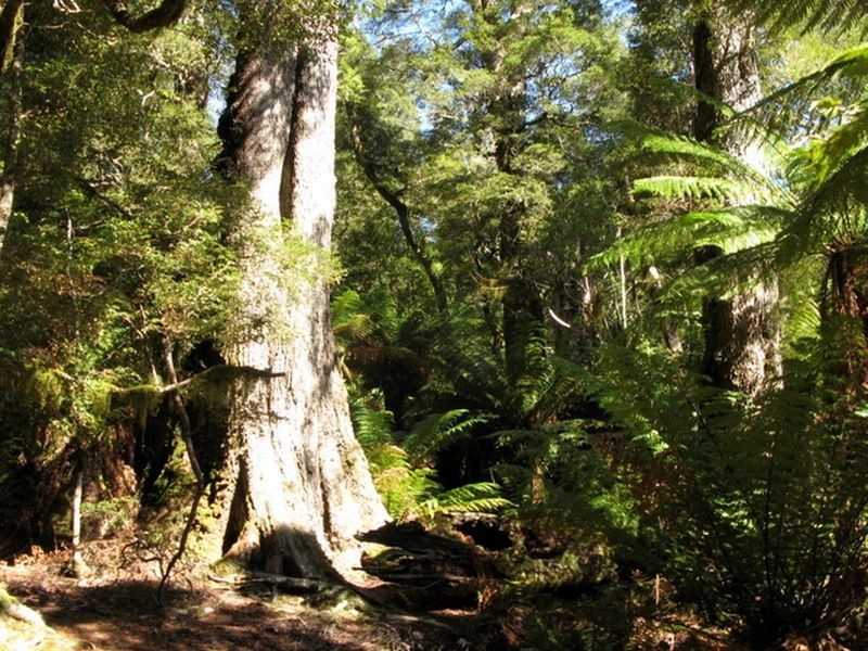 Forest Lodge Road, Pyengana TAS 7216