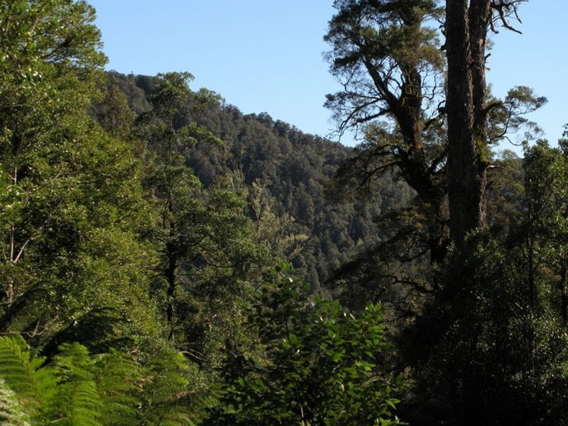 Forest Lodge Road, Pyengana TAS 7216