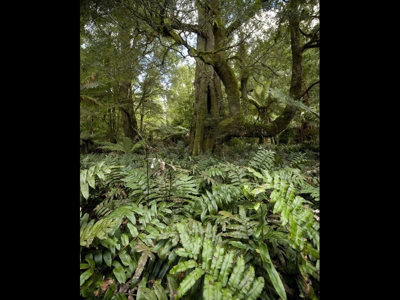 Forest Lodge Road, Pyengana TAS 7216