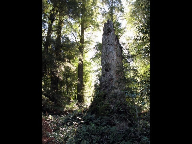 Forest Lodge Rd, Pyengana TAS 7216