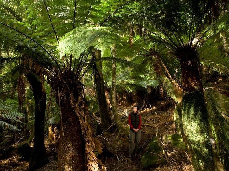 Forest Lodge Rd, Pyengana TAS 7216