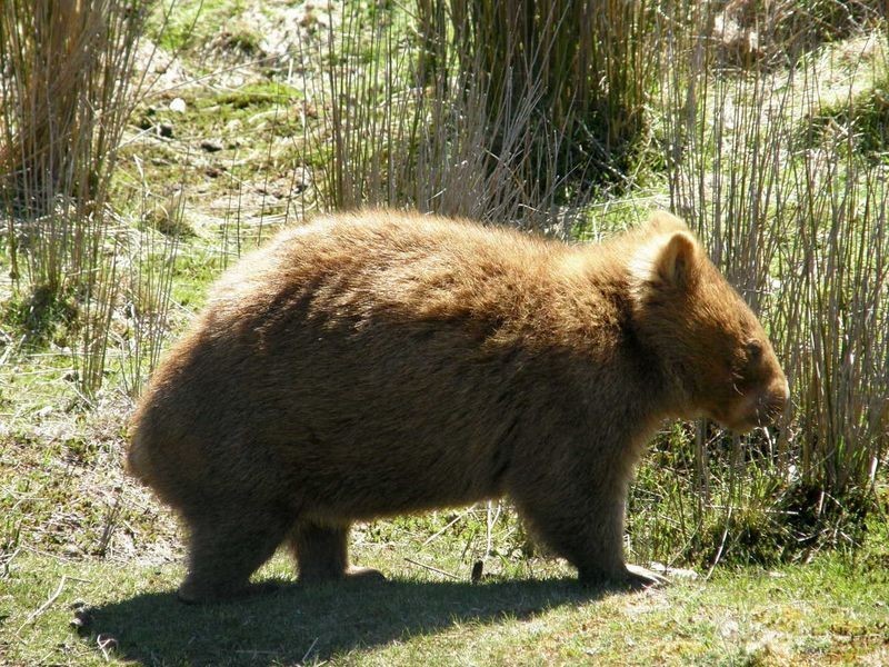 Glovers Rd, Bothwell TAS 7030