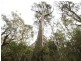 Prossers Rd, Nunamara TAS 7259