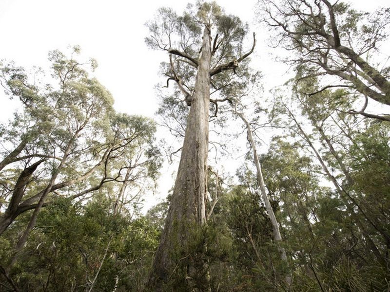 Prossers Rd, Nunamara TAS 7259