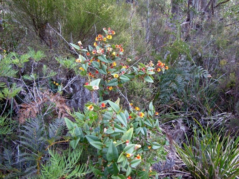 Prossers Rd, Underwood TAS 7268